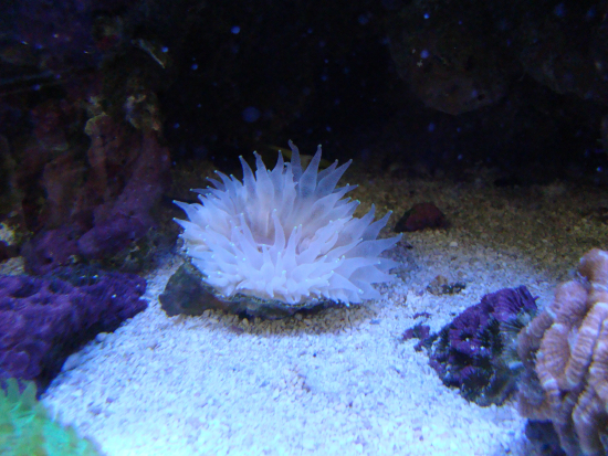  Rhizotrochus typus (Rhizo Coral)